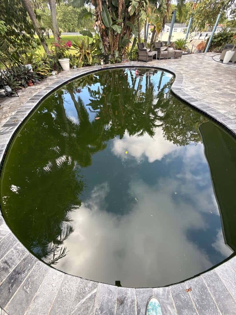 Severe green algae pool before recovery in South Florida